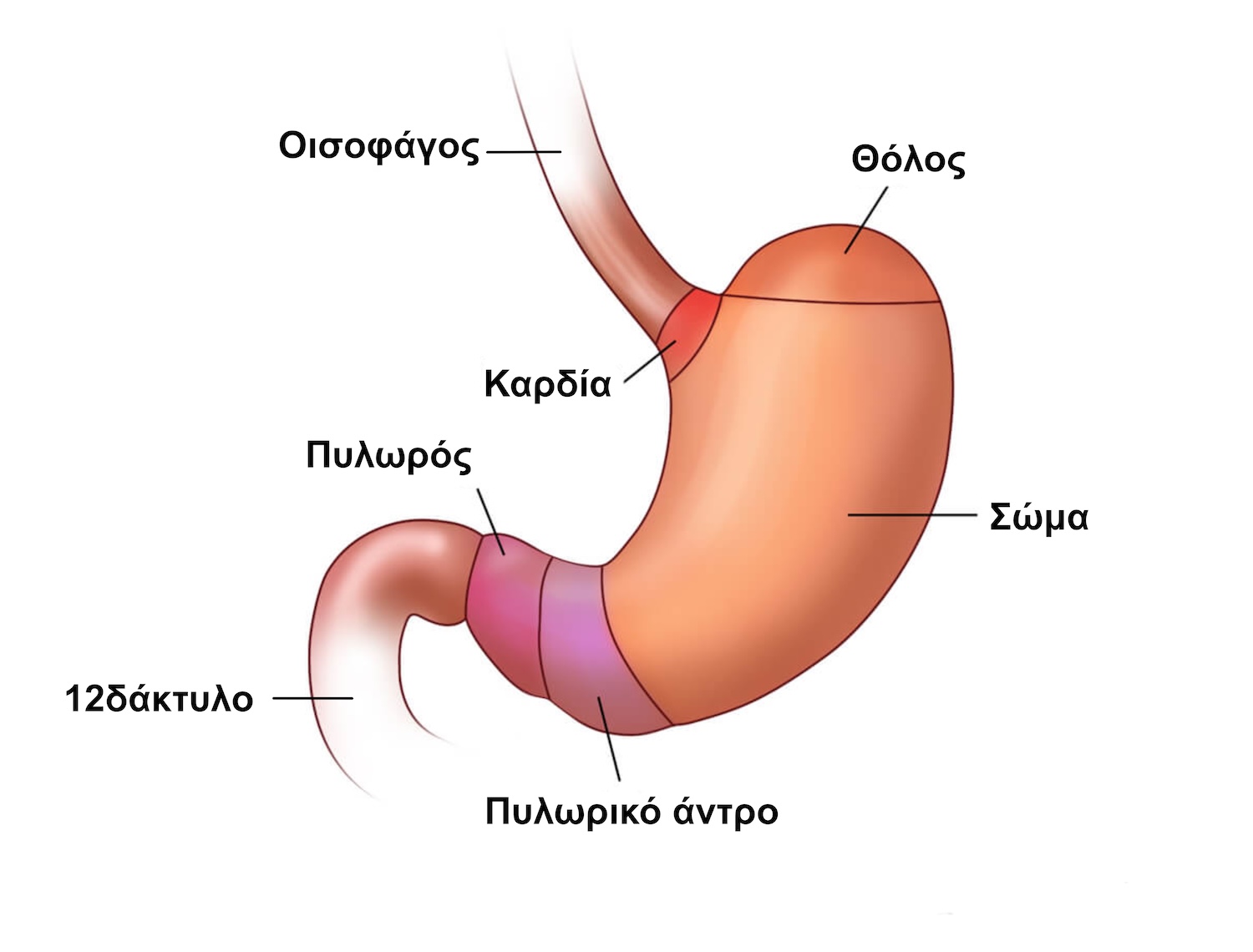 Ανατομικά Τμήματα Στομάχου