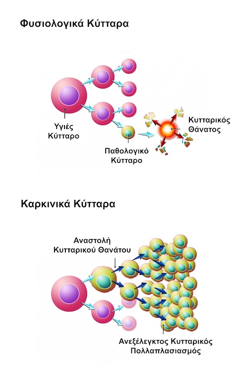 Μηχανισμός Καρκινογένεσης